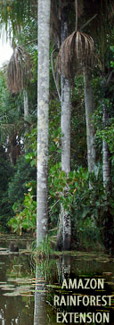 Amazon Rainforest